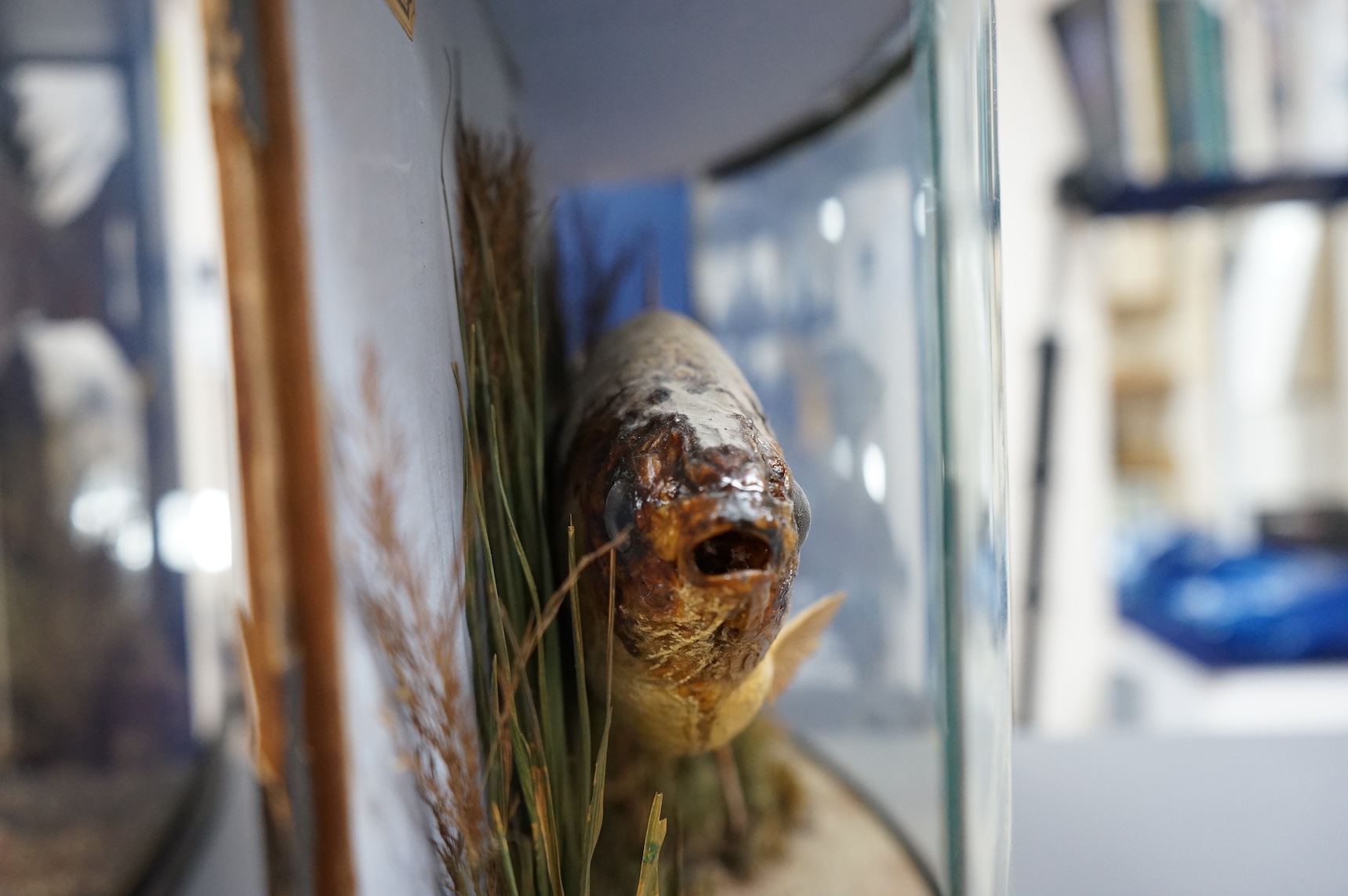 A mid 19th century taxidermy Rudd in a bow fronted case, with paper label reading; ‘Preserved by J. Cooper & Sons, 28 Radnor Street, St Luke’s, London E.C.’ and another with ‘Caught by Mr. J. Blakeley 19th Aug. 1866’, di